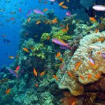 The End of the Great Barrier Reef Is Coming Close